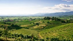 View of farmland on Friuli and Slovenia tour