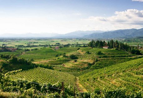 View of farmland on Friuli and Slovenia tour