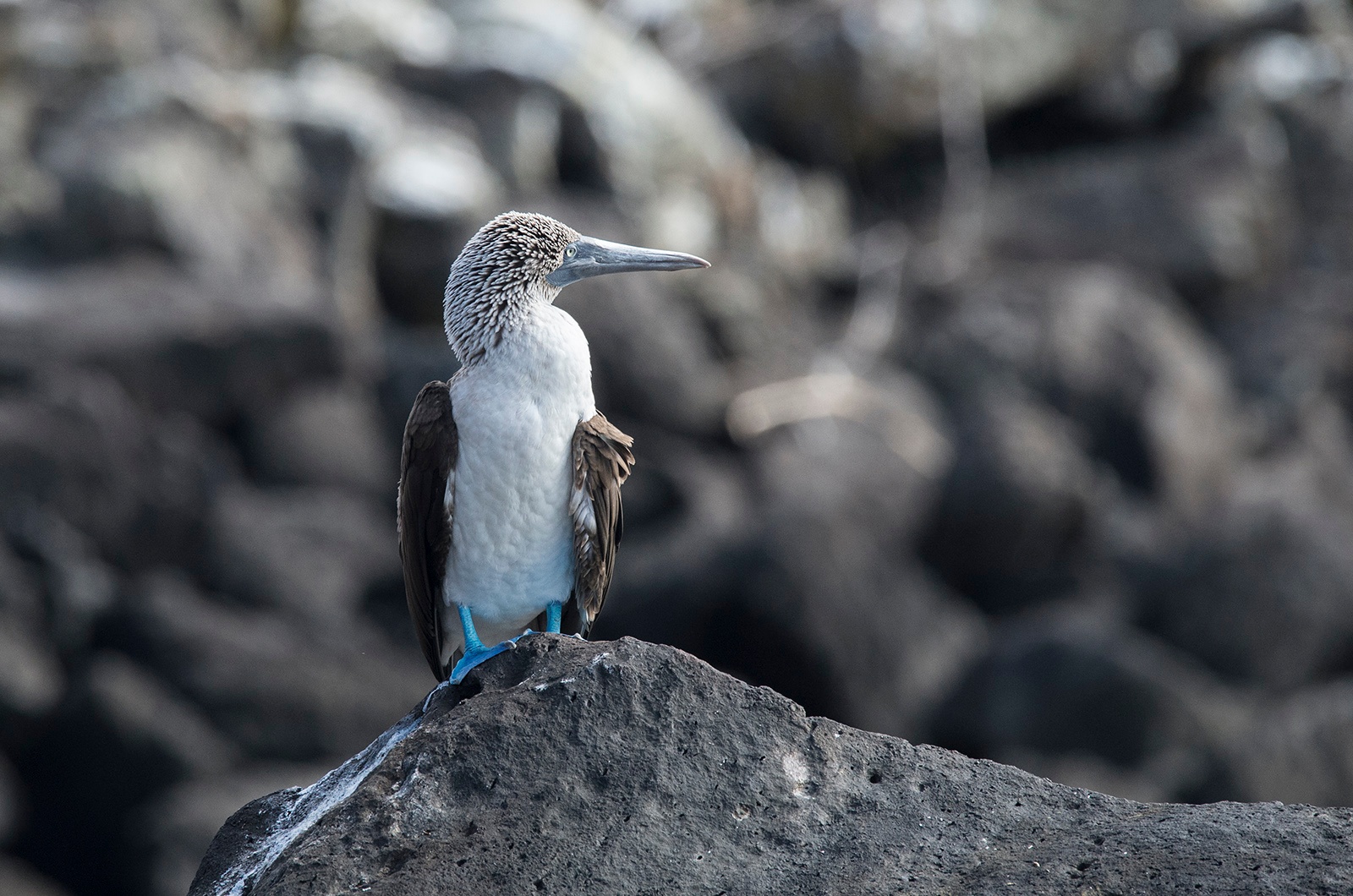 A blue-footed booby stands on a dark volcanic rock, facing left, with blurred rocks in the background—reminiscent of stops along scenic bike tours where nature’s beauty unfolds at every turn.