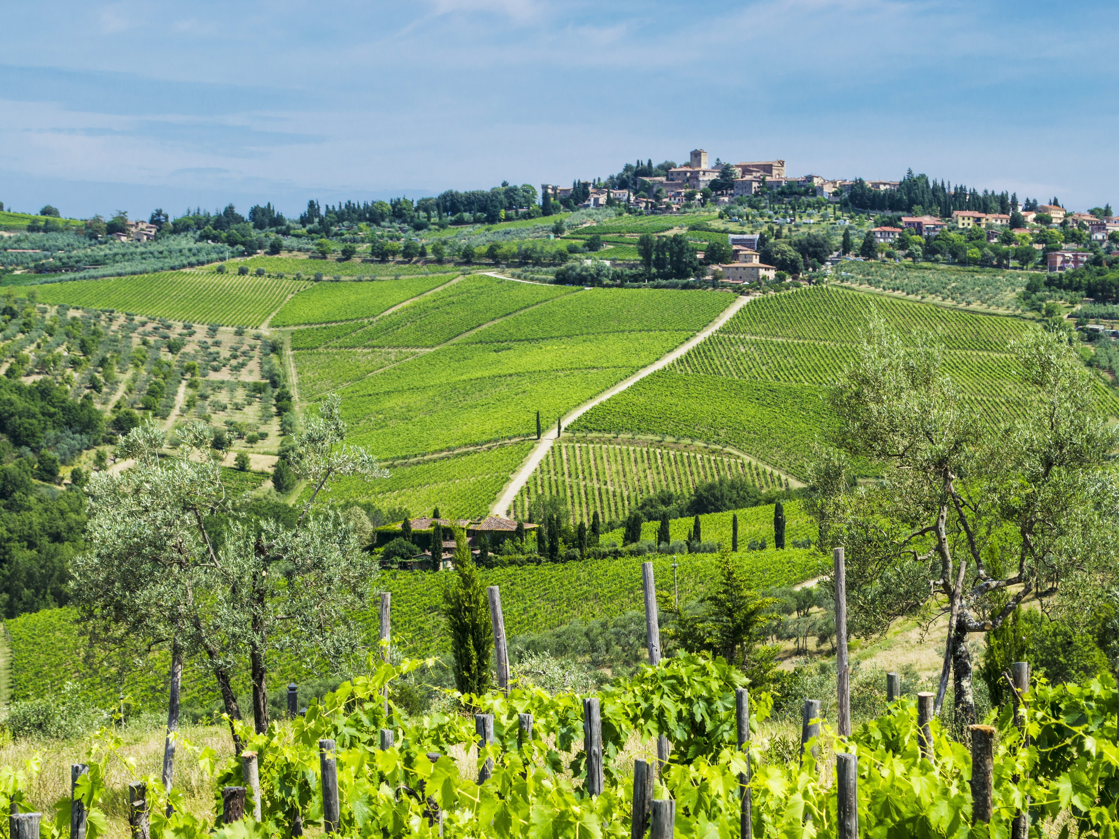 Rolling green vineyards and olive groves stretch across gentle hills, perfect for scenic bike tours, with a small village and trees in the background under a partly cloudy sky.