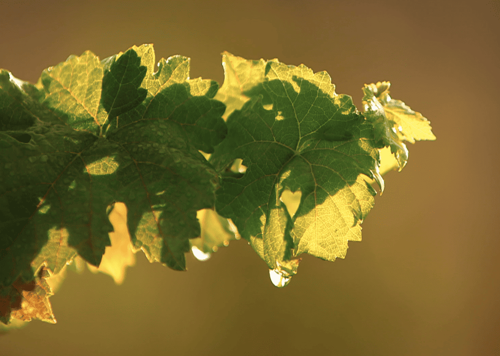 Close-up of grapevine leaves backlit by sunlight, their detailed veins and a water droplet shining—an inviting view along scenic bike tours through vineyard landscapes and quiet country roads.