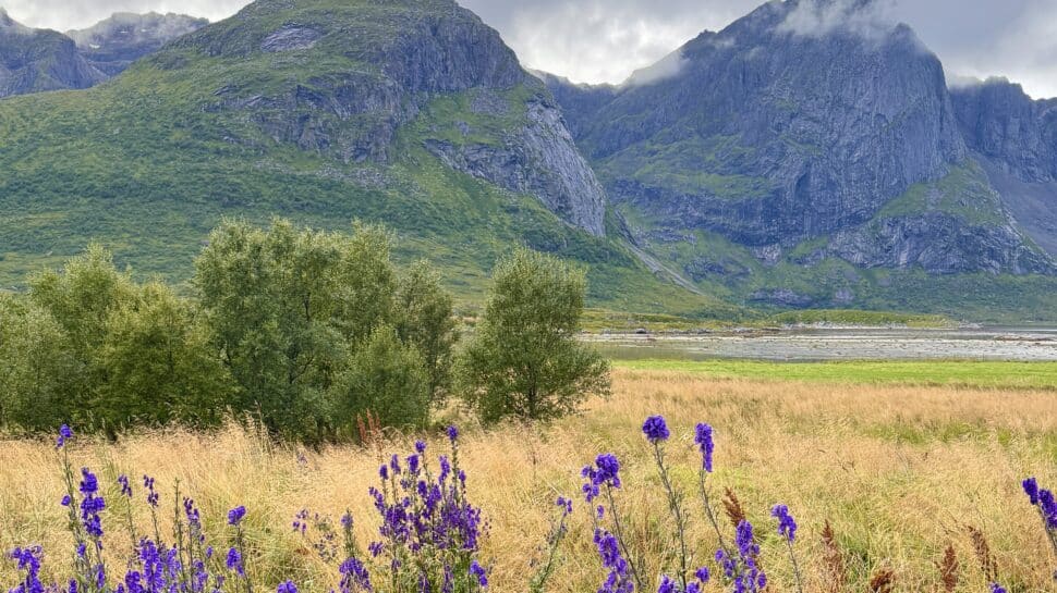 Spectacular view of lush green mountains and vibrant purple wildflowers in a scenic Italy bike tour landscape.